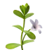 Bacopa monnieri